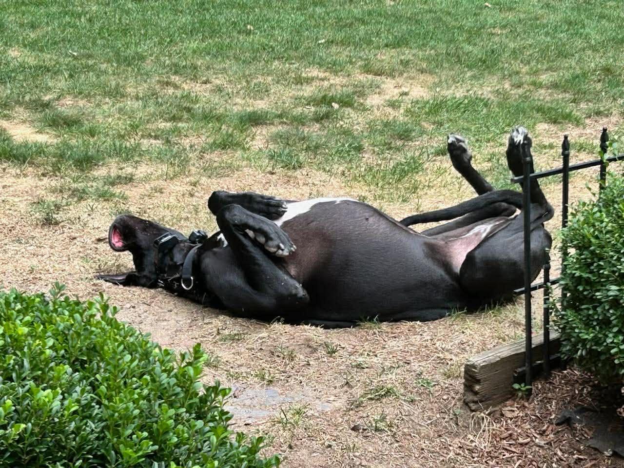 Enlarge MILLIE MAE, a Adoptable Great Dane in SAVANNAH, GA image 6/6