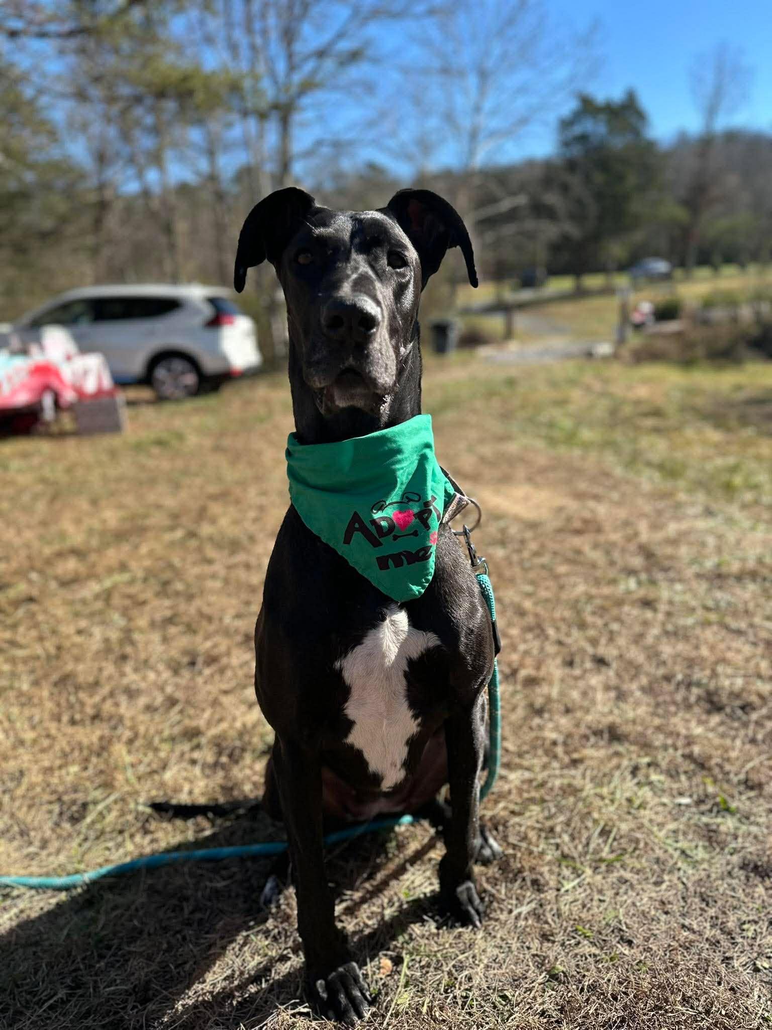 Enlarge MILLIE MAE, a Adoptable Great Dane in SAVANNAH, GA image 2/6