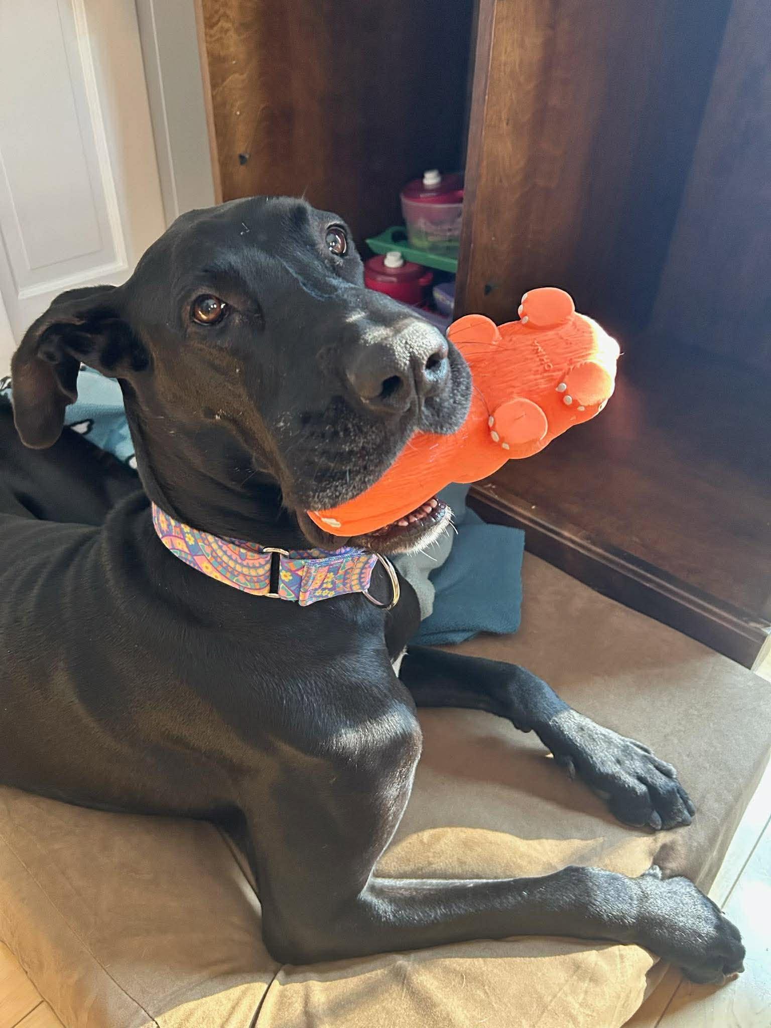 Enlarge MILLIE MAE, a Adoptable Great Dane in SAVANNAH, GA image 1/6