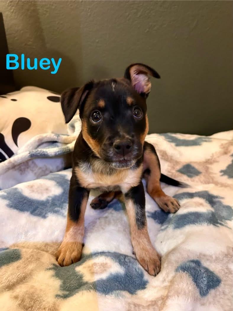 Bluey, Adoptable, Puppy Female Australian Cattle Dog / Blue Heeler & Mixed Breed.