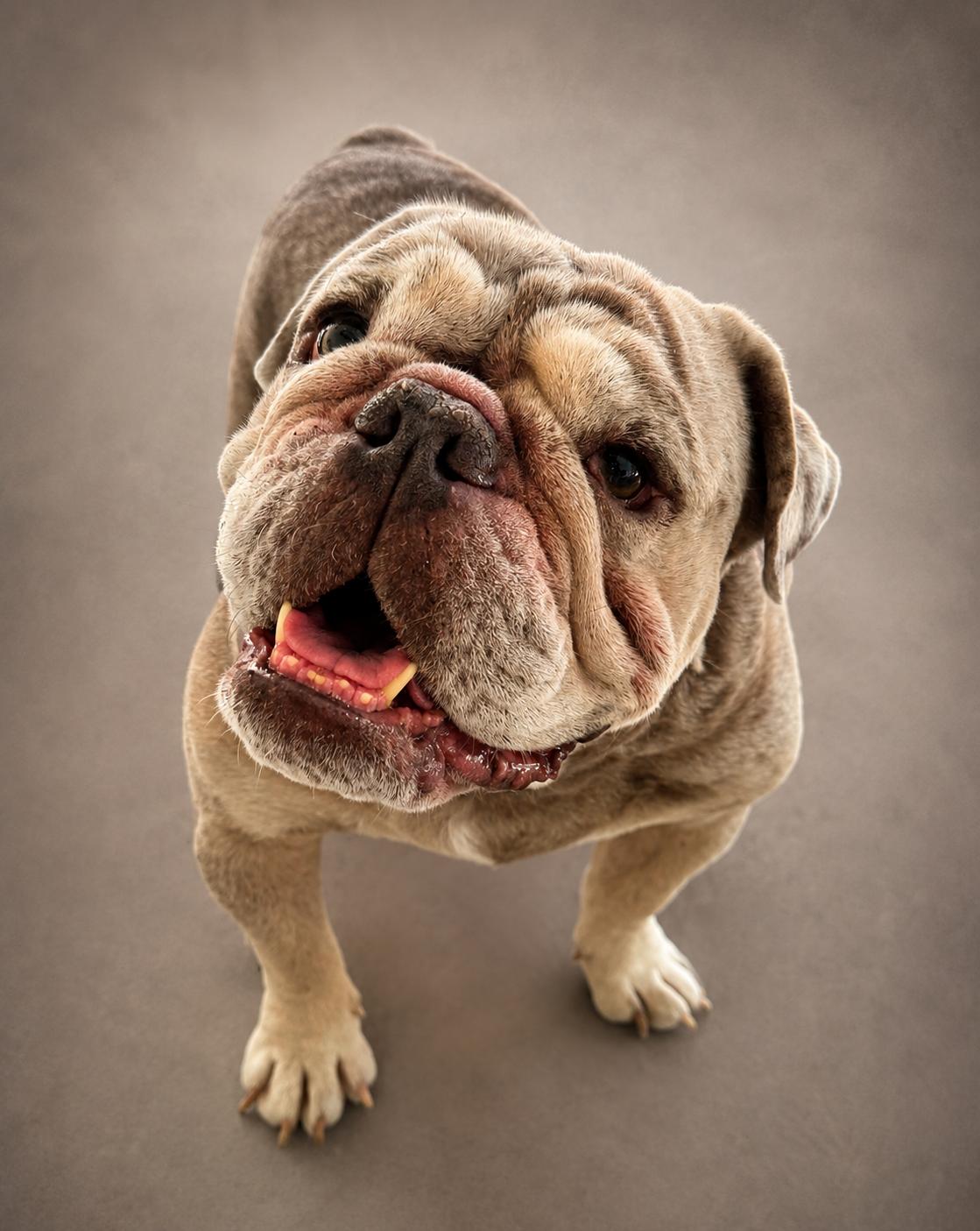 Atlas, ADOPTABLE, Adult Male English Bulldog.