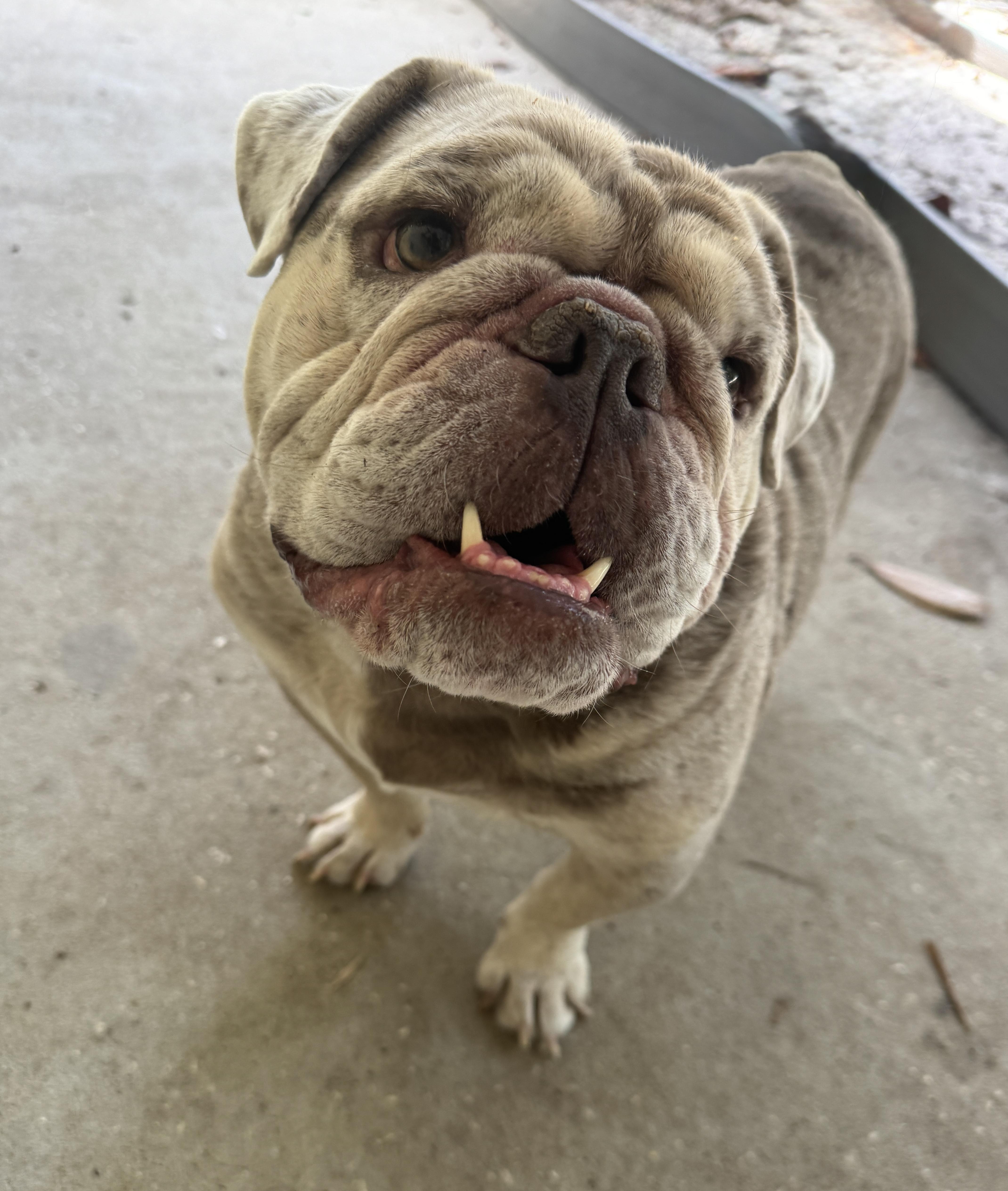 Atlas, a ADOPTABLE English Bulldog in Navarre, FL image 3/5