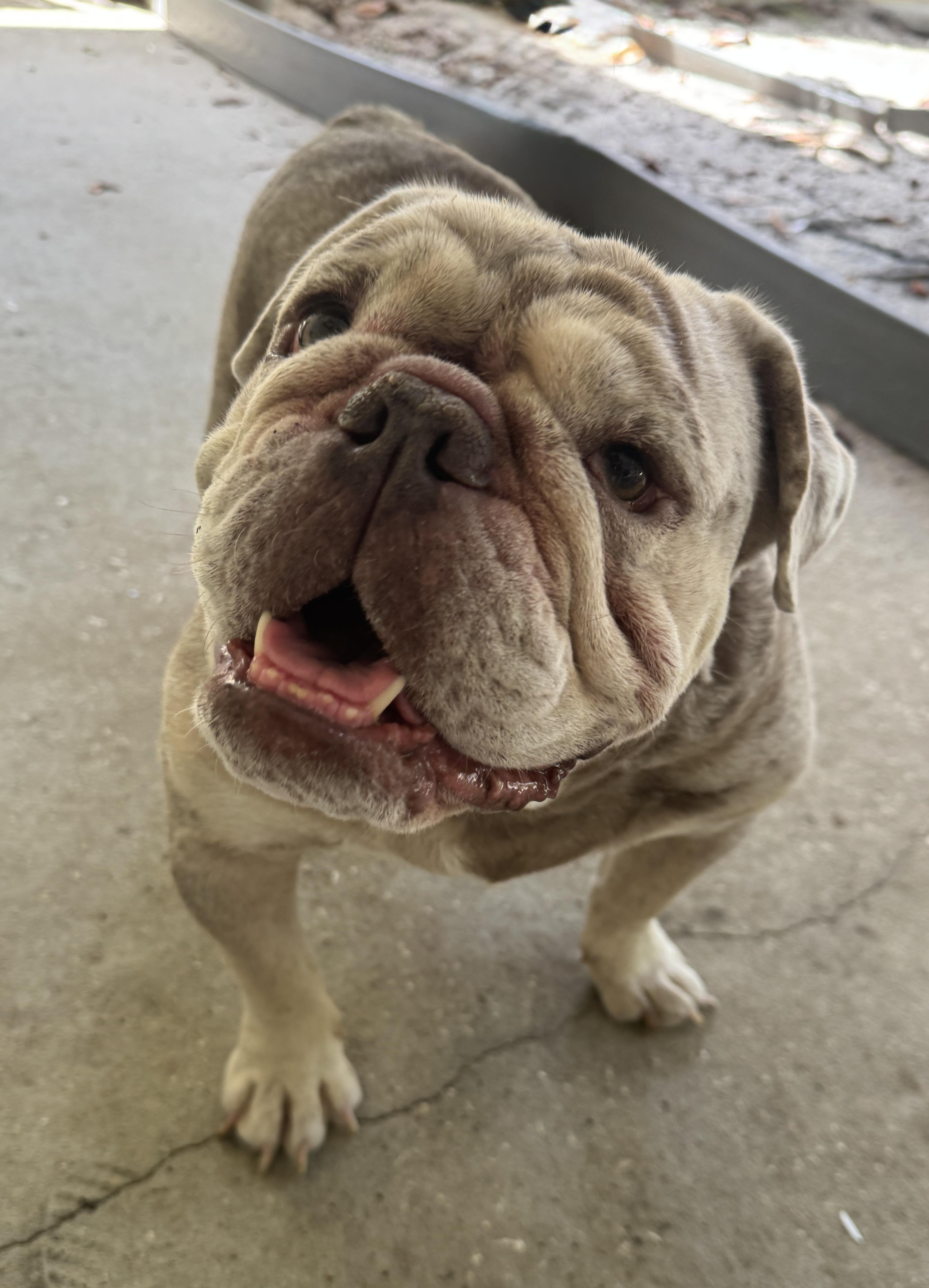 Atlas, a ADOPTABLE English Bulldog in Navarre, FL image 4/5