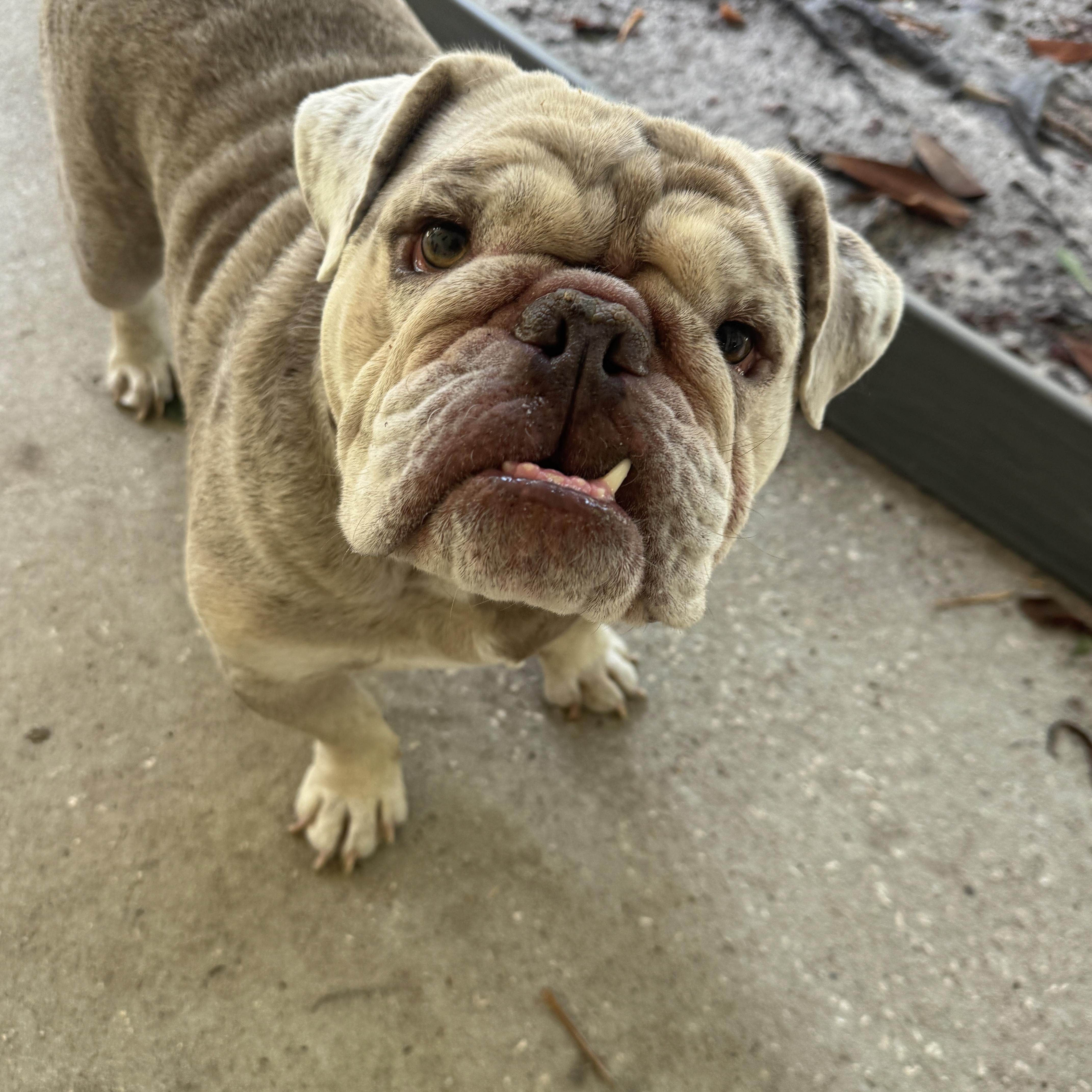 Atlas, a ADOPTABLE English Bulldog in Navarre, FL image 5/5