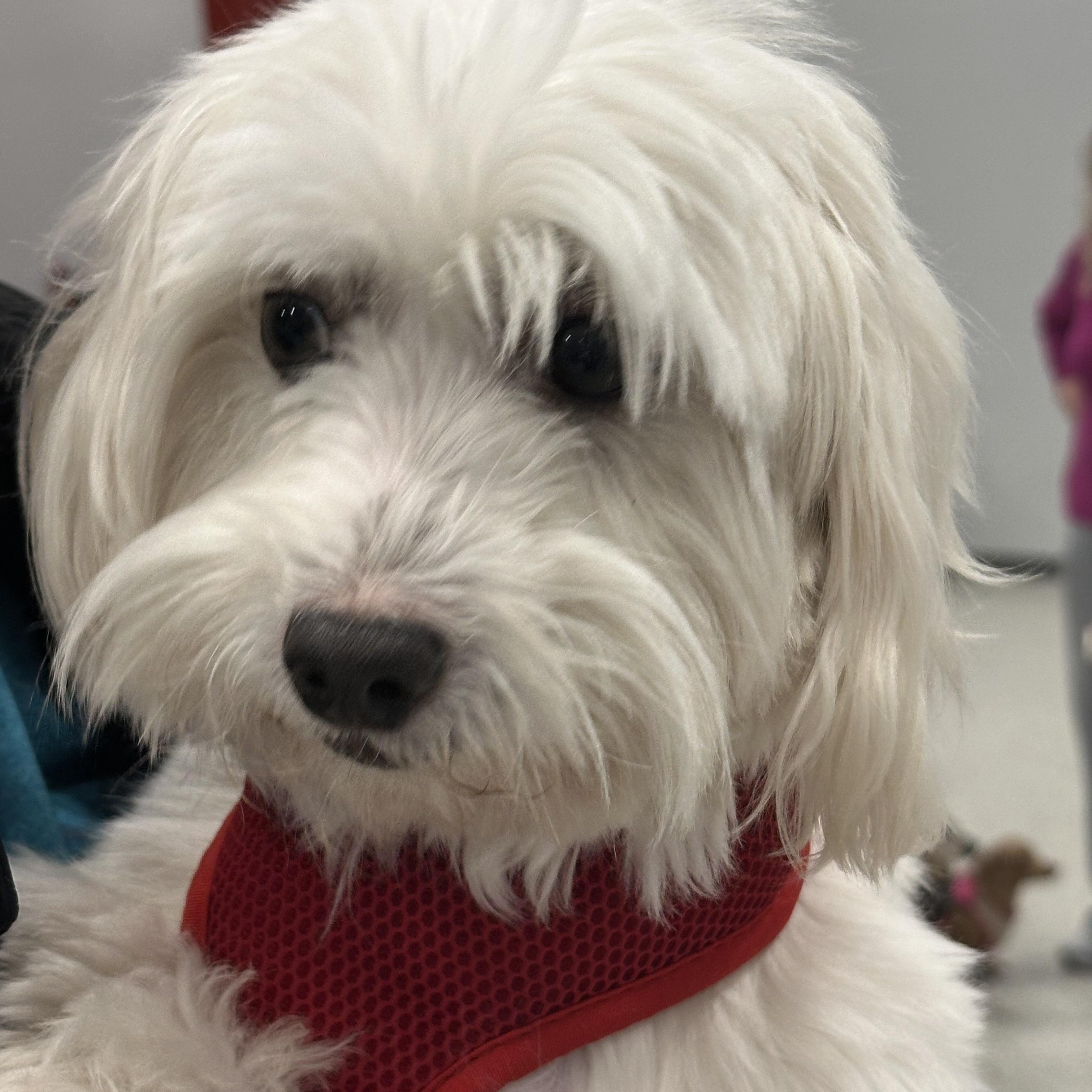 Enlarge Jaxx, an adoptable Coton de Tulear in Omaha, NE image 2/4