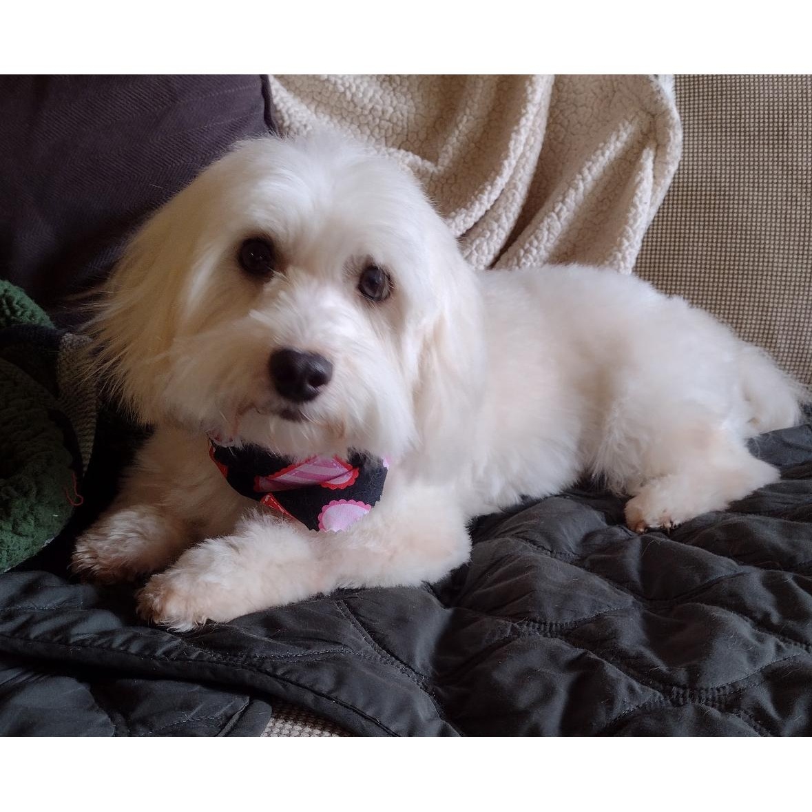 Enlarge Jaxx, an adoptable Coton de Tulear in Omaha, NE image 1/4