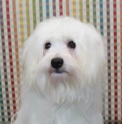 Enlarge Jaxx, an adoptable Coton de Tulear in Omaha, NE image 3/4