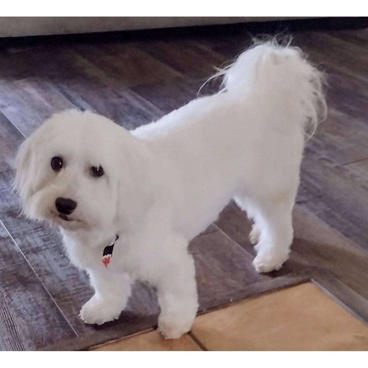 Enlarge Jaxx, an adoptable Coton de Tulear in Omaha, NE image 4/4