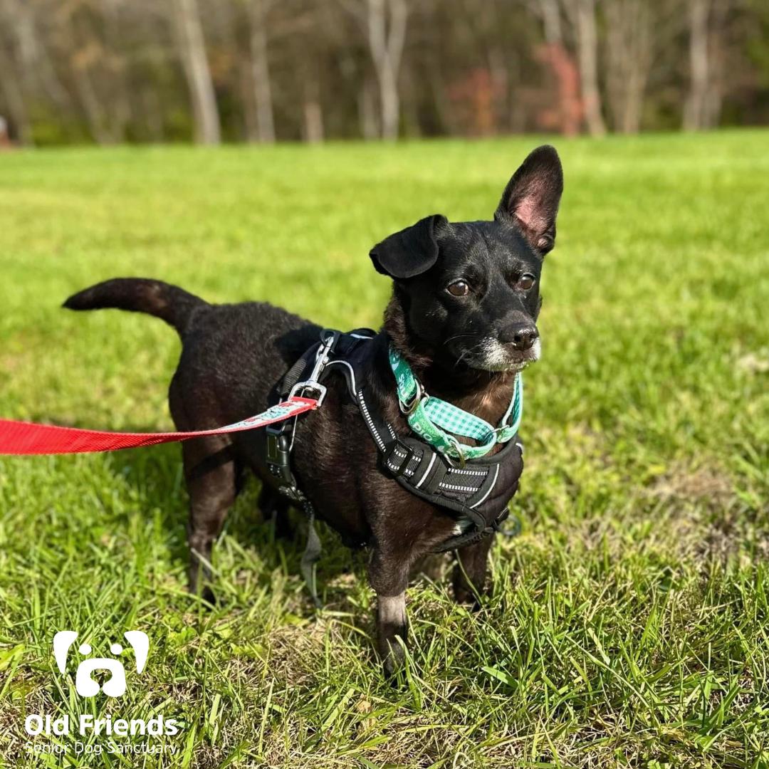 Enlarge Sullivan, a Adoptable mixed breed in Mount Juliet, TN image 1/1