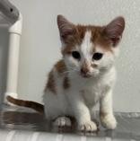 Flynn, Adopted, Young Male Domestic Short Hair.