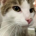 Buster, Adoptable, Adult Male Domestic Short Hair.