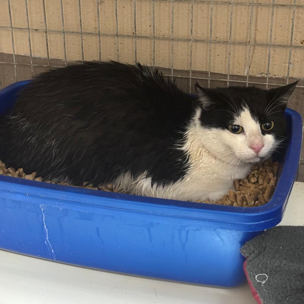 Dairy, Adoptable, Adult Female Domestic Short Hair.