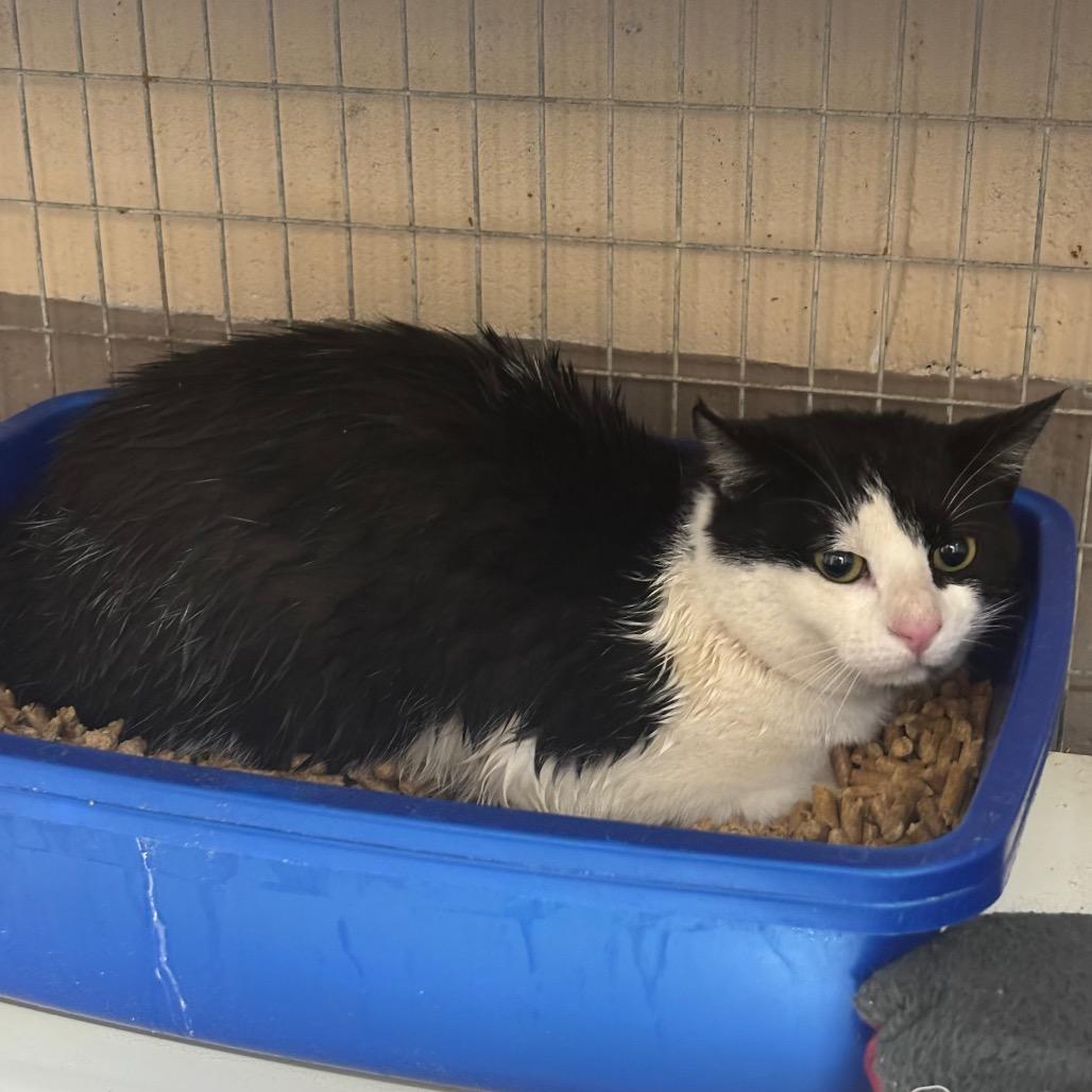 Enlarge Dairy, a Adoptable Domestic Short Hair in Sylvania, GA image 2/2