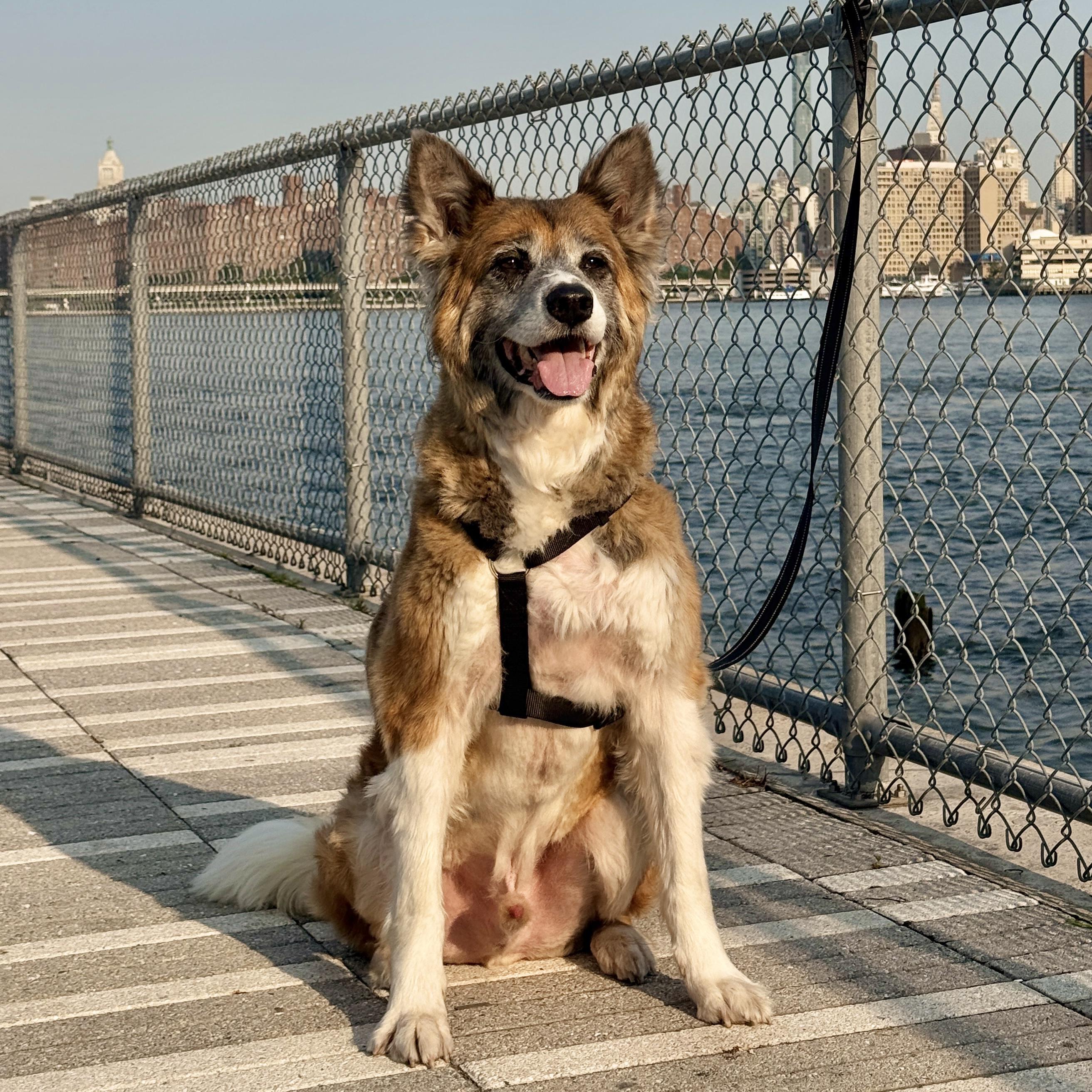 Tanuki, a ADOPTABLE mixed breed in New York, NY image 2/6