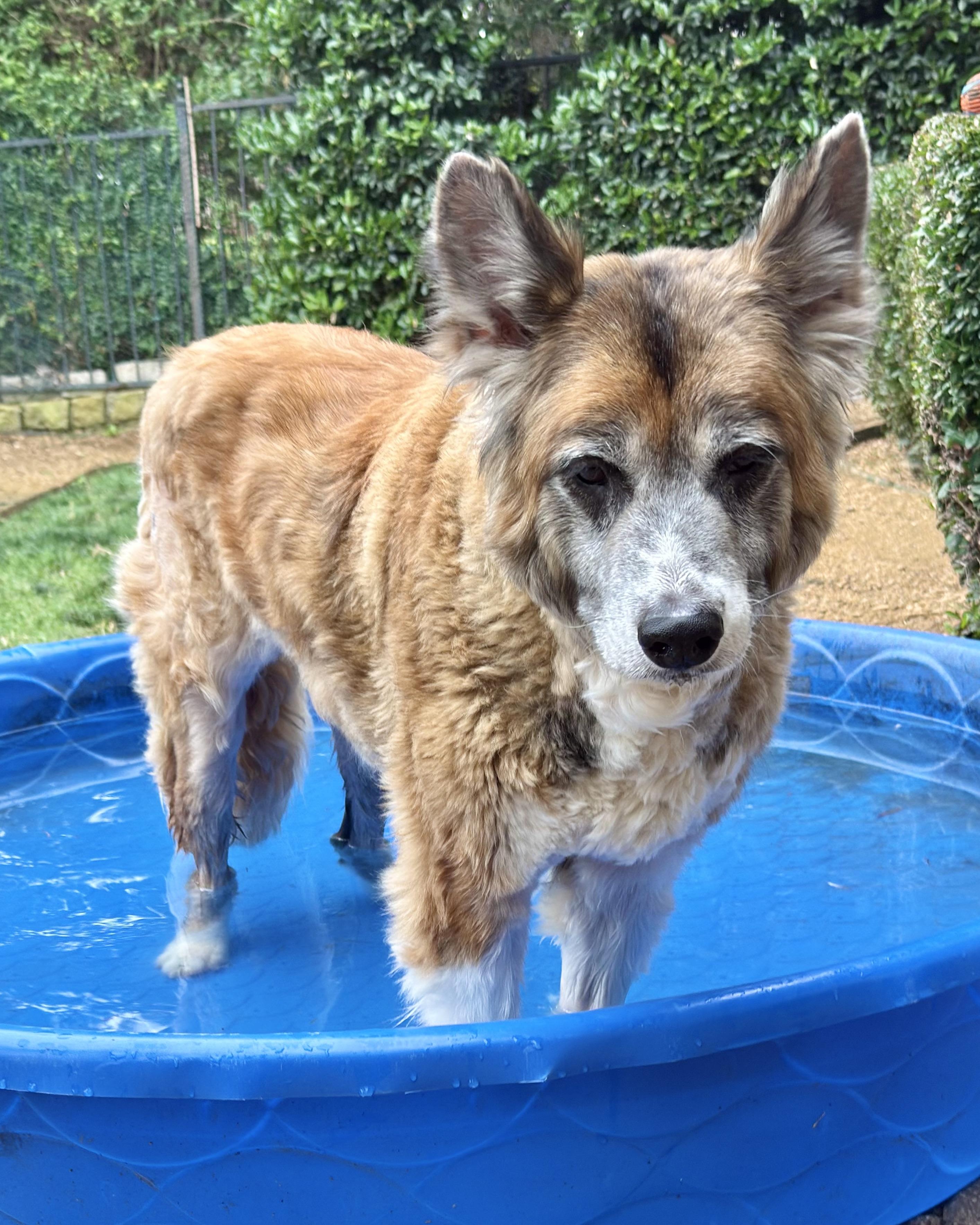 Tanuki, a ADOPTABLE mixed breed in New York, NY image 5/6