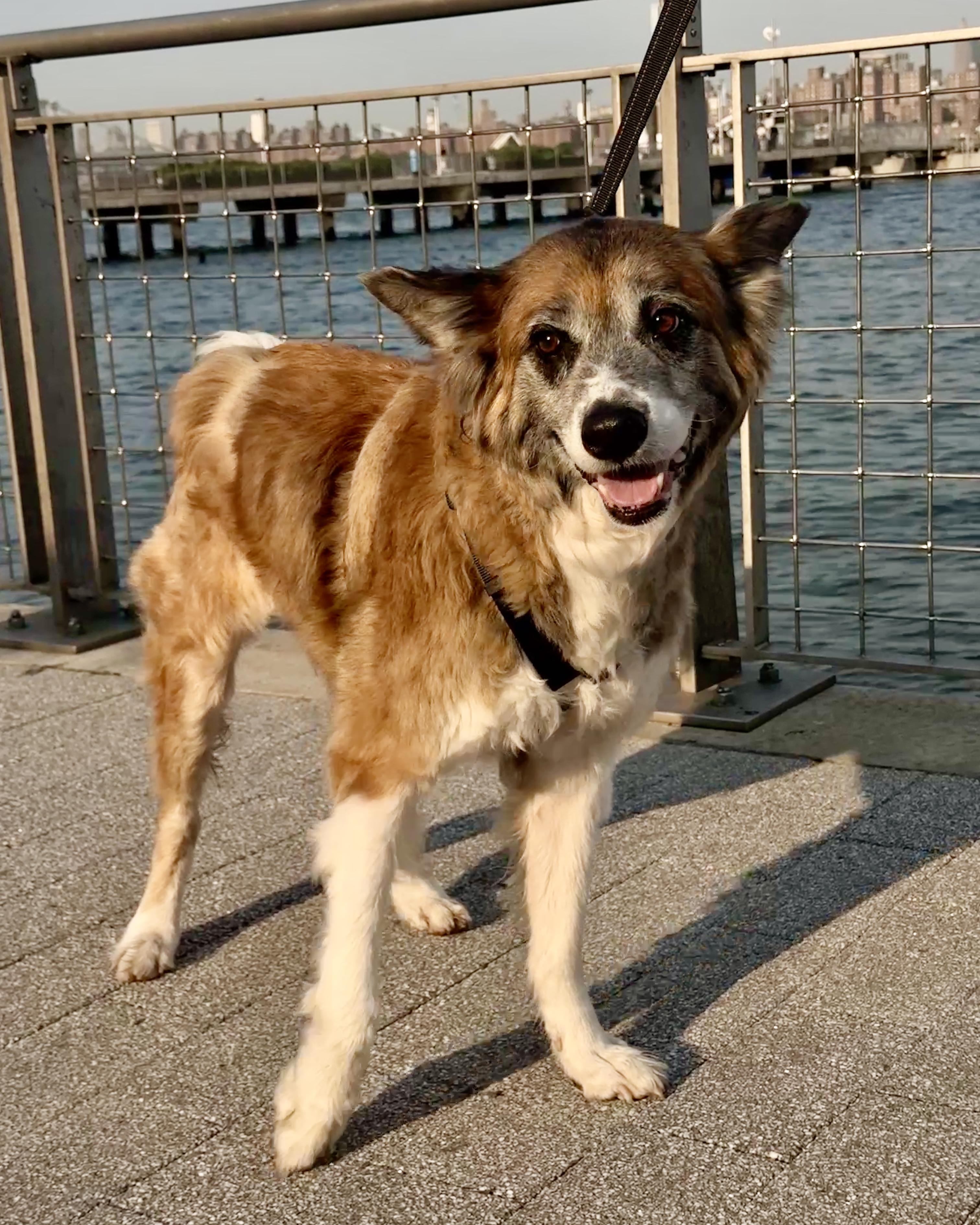Tanuki, a ADOPTABLE mixed breed in New York, NY image 3/6