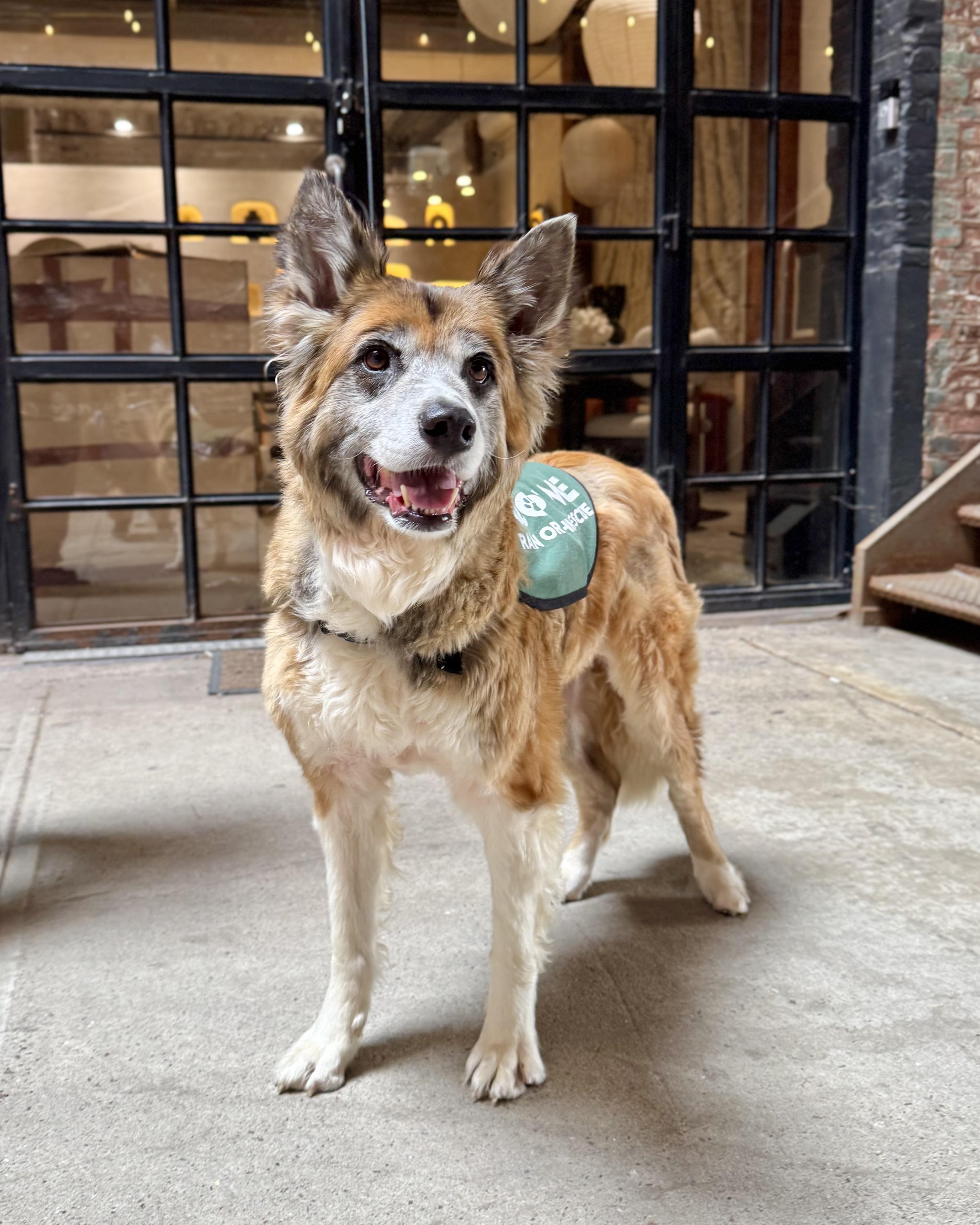 Tanuki, a ADOPTABLE mixed breed in New York, NY image 1/6