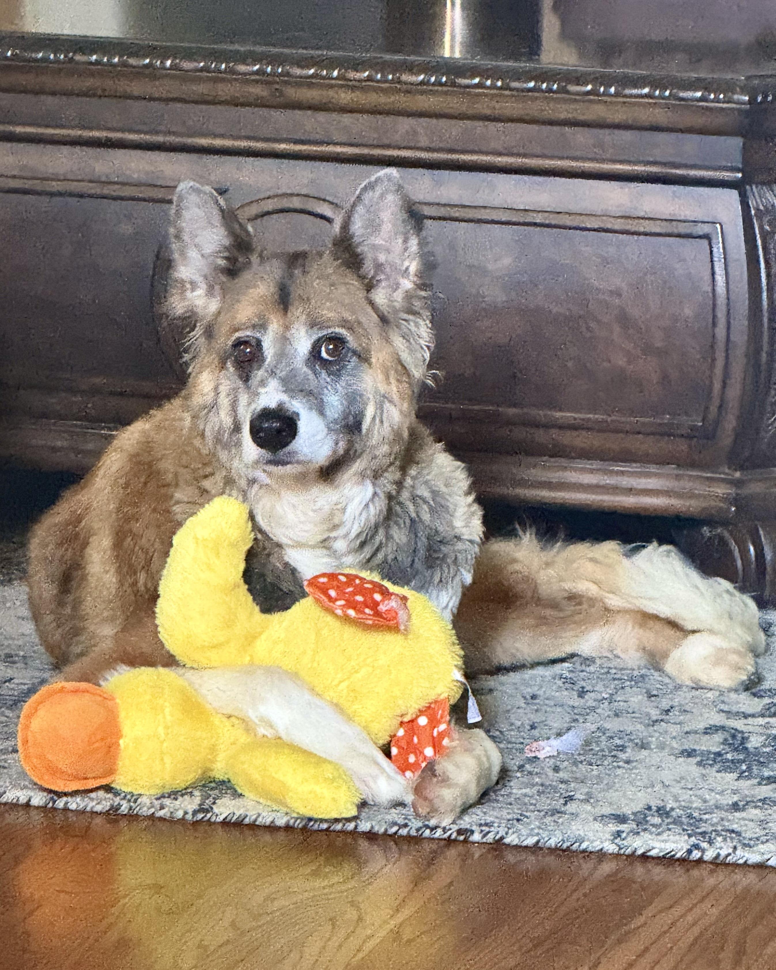 Tanuki, a ADOPTABLE mixed breed in New York, NY image 4/6