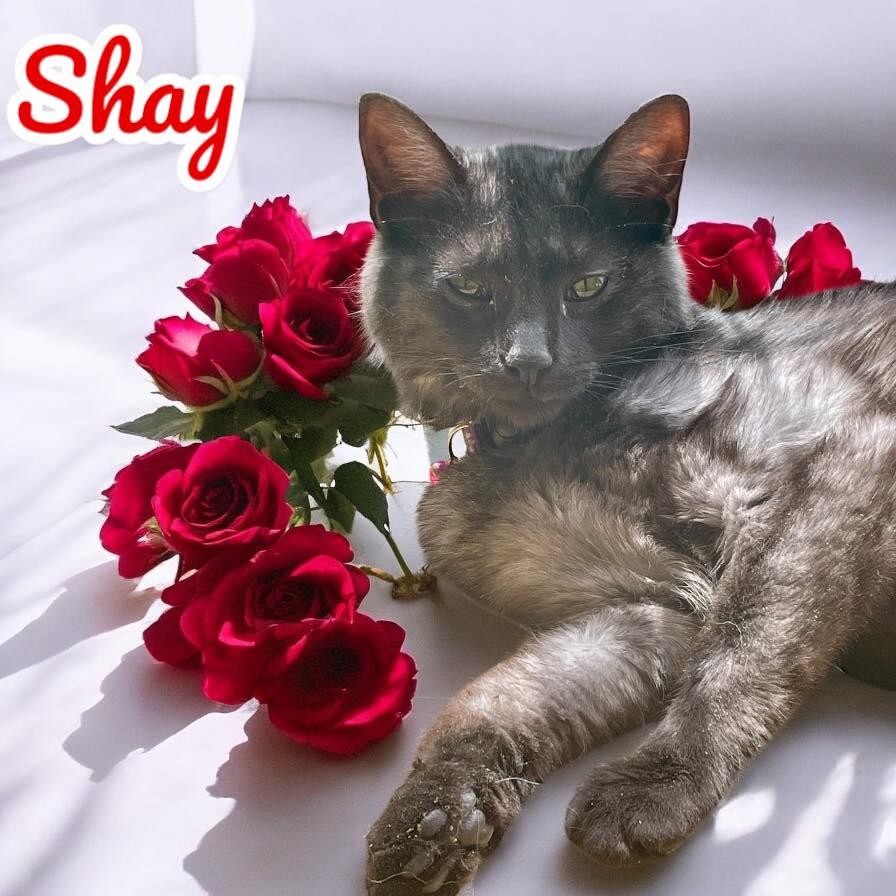 Shay, an adoptable Domestic Medium Hair in Stratford, CT image 1/3