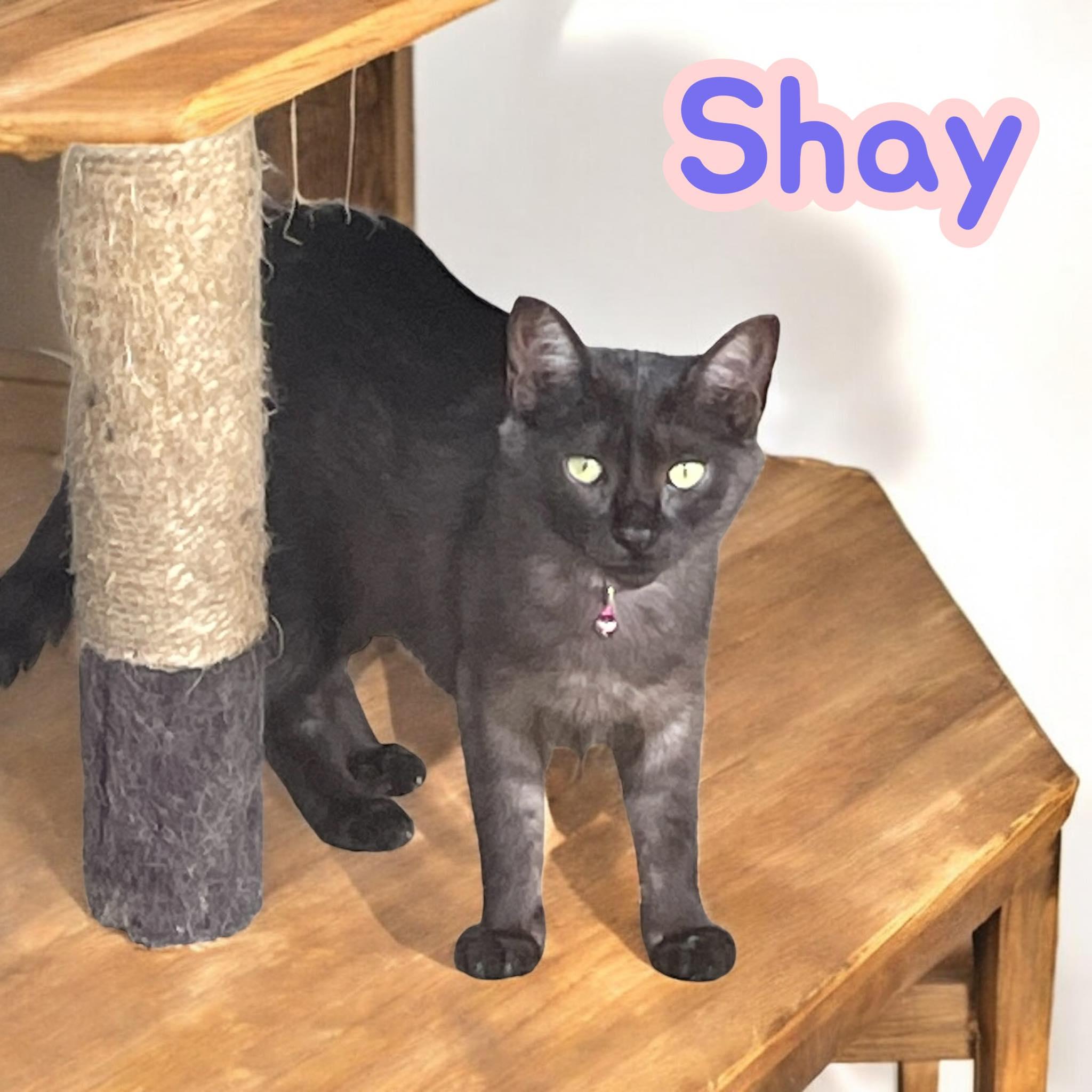 Shay, an adoptable Domestic Medium Hair in Stratford, CT image 3/3