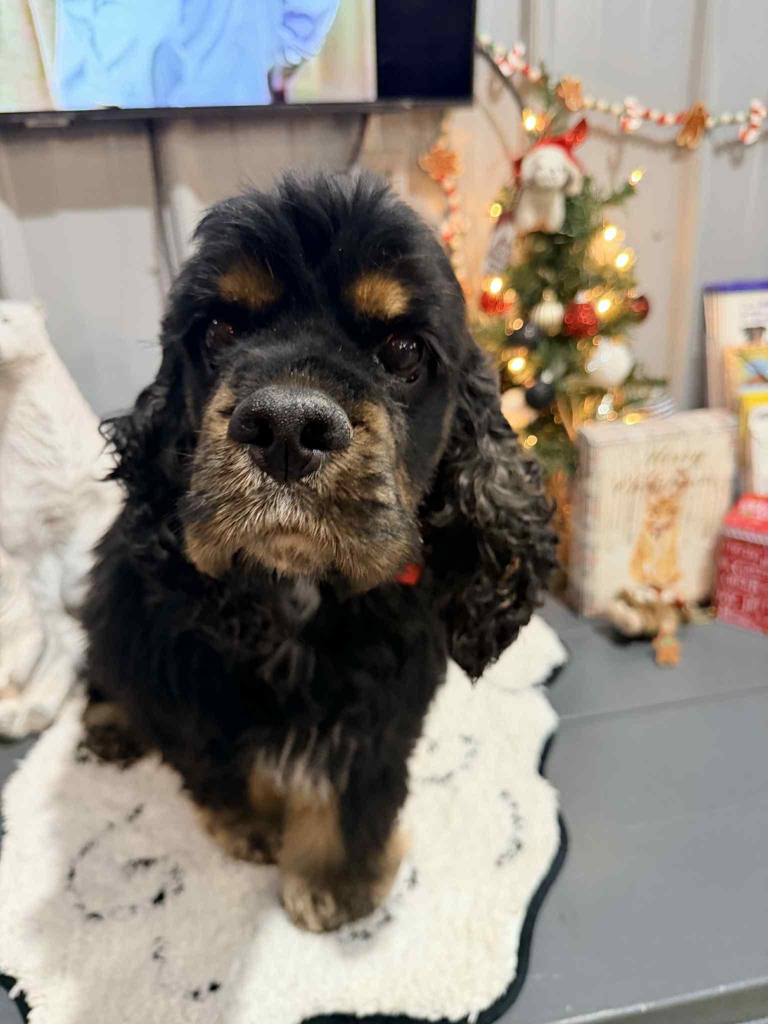 Rusty , ADOPTABLE, Adult Male Cocker Spaniel.