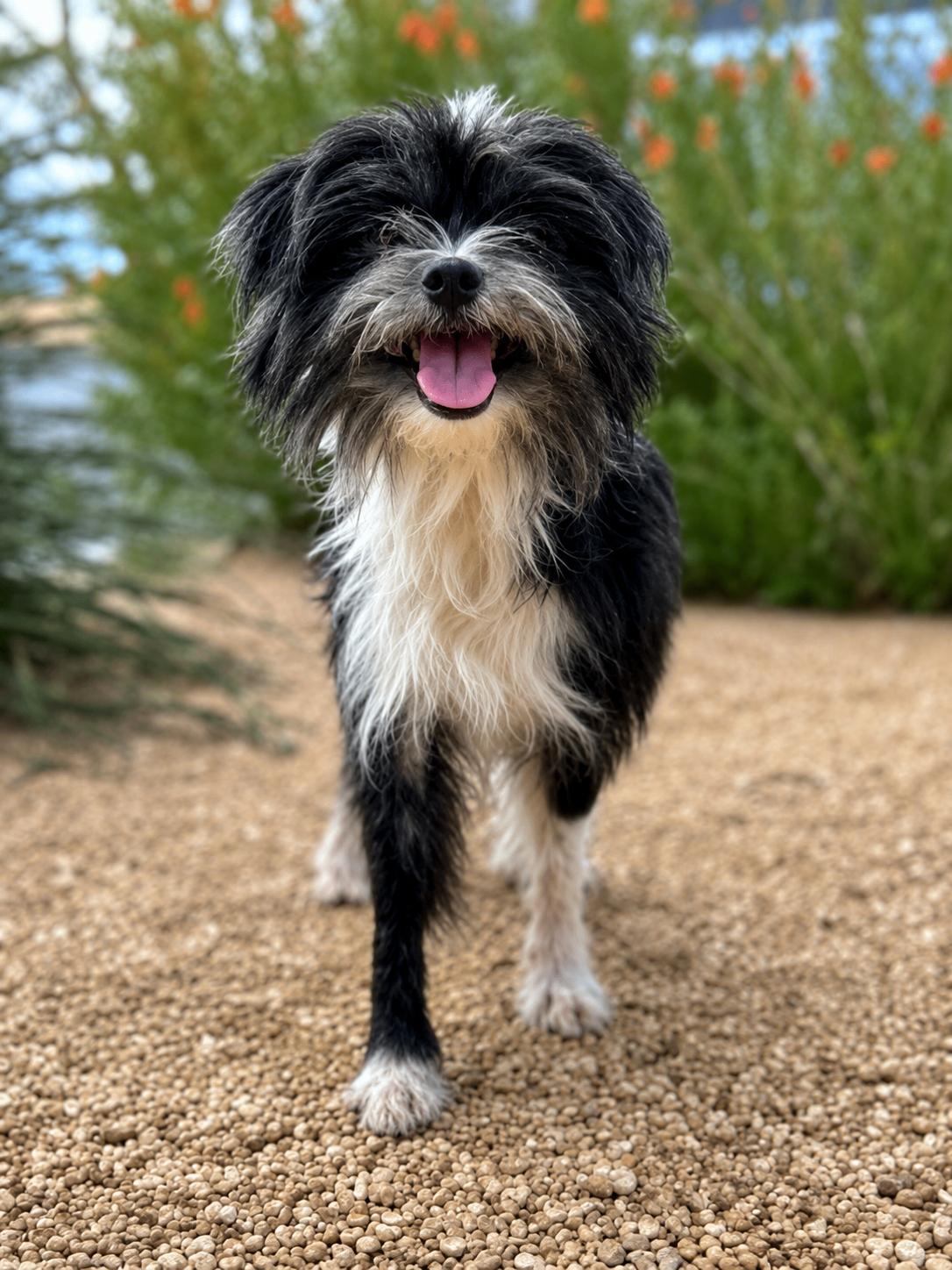 Enlarge TORI, a Adopted mixed breed in Thornhill, ON image 1/1