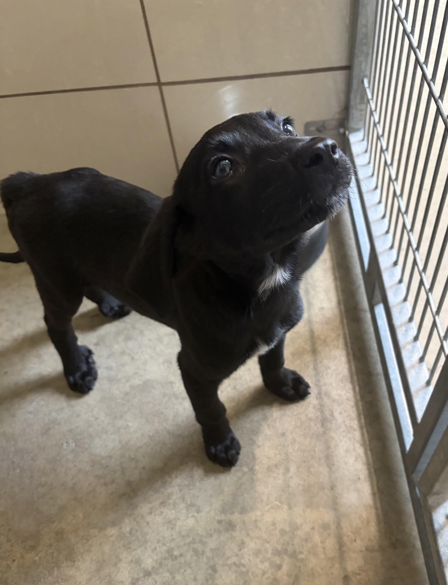 Sampson, adopted, Puppy Male Mixed Breed.