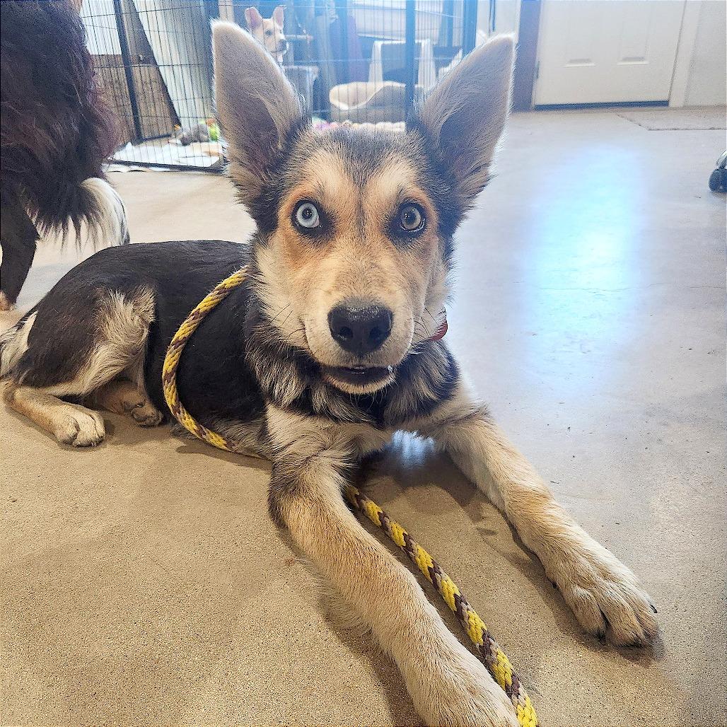 Enlarge Lita, a Adoptable Mixed Breed in Prescott, AZ image 1/5