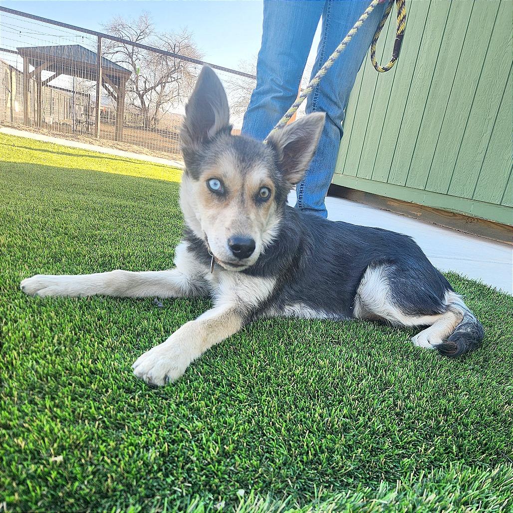 Enlarge Lita, a Adoptable Mixed Breed in Prescott, AZ image 2/5