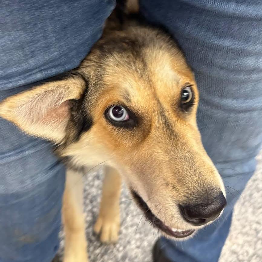 Enlarge Lita, a Adoptable Mixed Breed in Prescott, AZ image 3/5