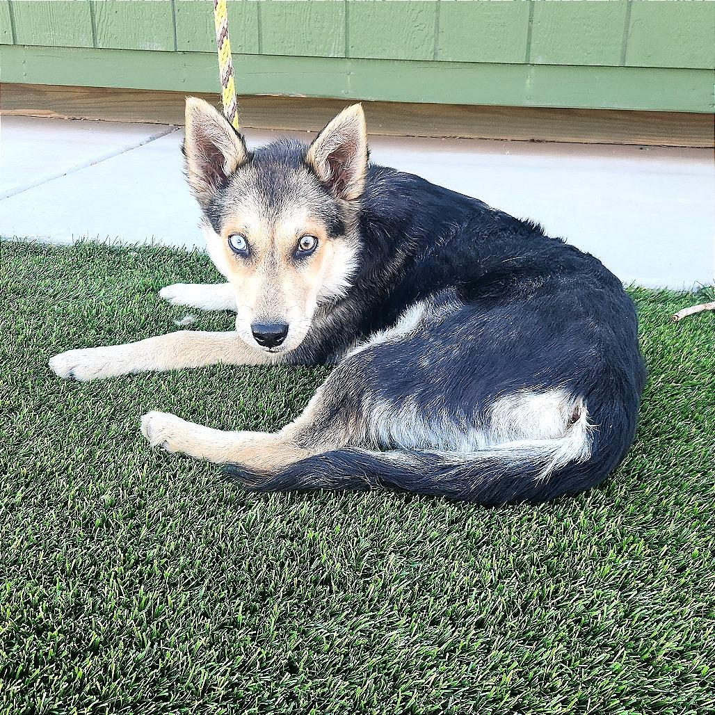 Enlarge Lita, a Adoptable Mixed Breed in Prescott, AZ image 4/5