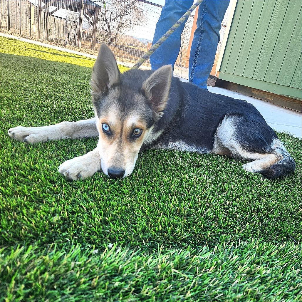 Enlarge Lita, a Adoptable Mixed Breed in Prescott, AZ image 5/5