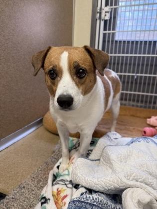 Enlarge Dante, a Adoptable mixed breed in East Brookfield, MA image 1/3