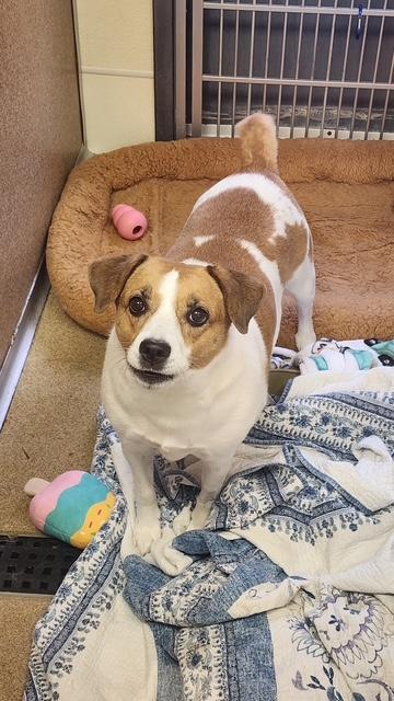 Enlarge Dante, a Adoptable mixed breed in East Brookfield, MA image 3/3