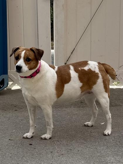 Enlarge Dante, a Adoptable mixed breed in East Brookfield, MA image 1/3