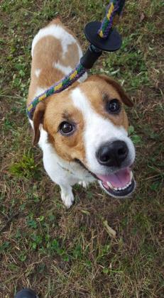 Enlarge Dante, a Adoptable mixed breed in East Brookfield, MA image 2/3