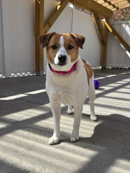 Enlarge Dante, a Adoptable mixed breed in East Brookfield, MA image 3/3