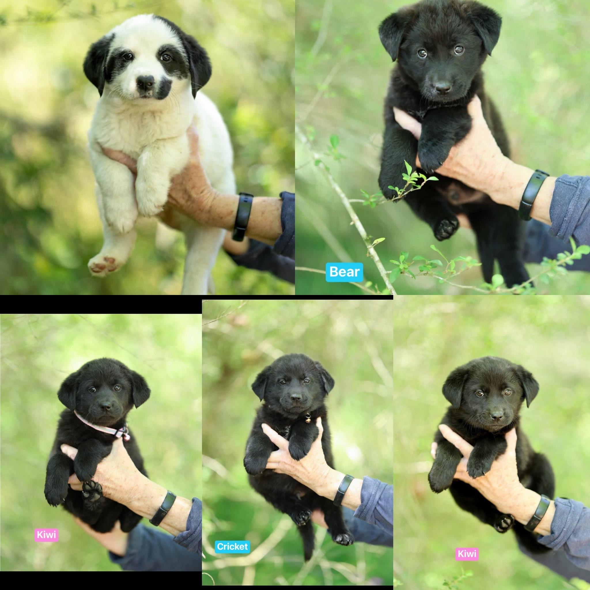 Enlarge Cricket, kiwi, bear, panda and koala, a Adoptable mixed breed in seaside heights, NJ image 1/1