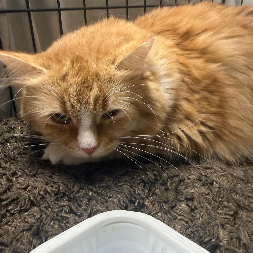 Justice, Adoptable, Adult Female Domestic Long Hair.