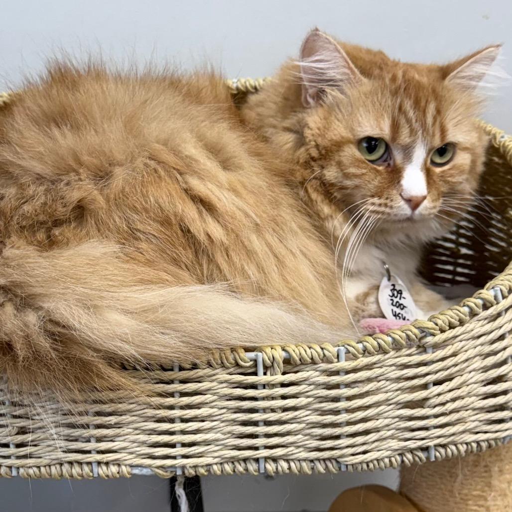Enlarge Justice, a Adoptable Domestic Long Hair in Normal, IL image 2/2