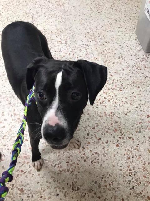 Enlarge Ariel, a Adoptable mixed breed in Newnan, GA image 1/6