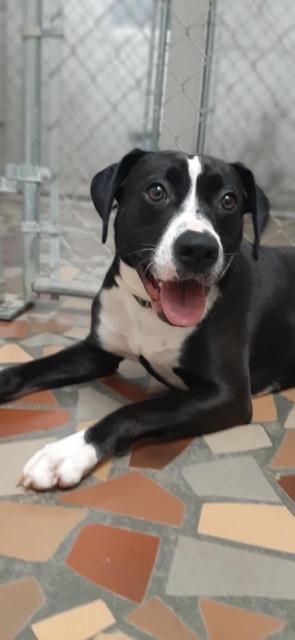 Enlarge Ariel, a Adoptable mixed breed in Newnan, GA image 2/6