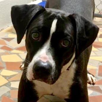 Ariel, Adoptable, Adult Female Labrador Retriever.