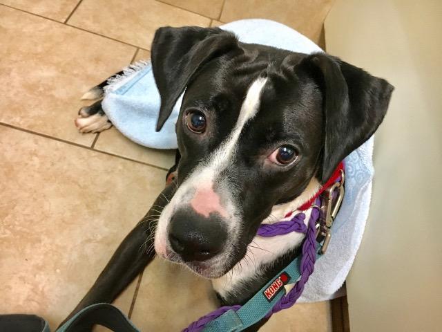 Enlarge Ariel, a Adoptable mixed breed in Newnan, GA image 5/6