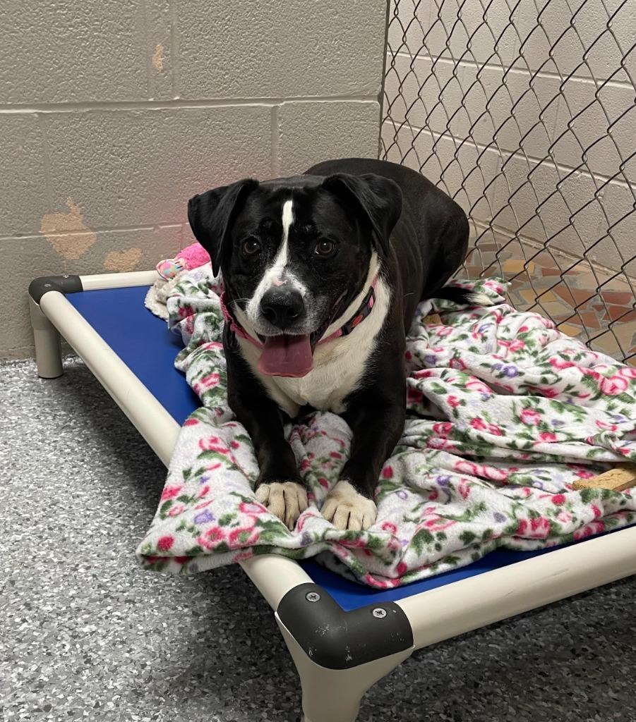 Enlarge Ariel, a Adoptable mixed breed in Newnan, GA image 4/6