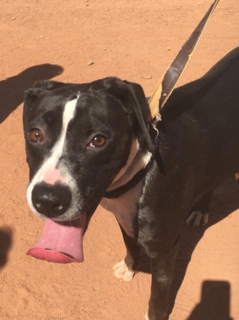 Enlarge Ariel, a Adoptable mixed breed in Newnan, GA image 6/6