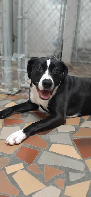 Enlarge Ariel, a Adoptable mixed breed in Newnan, GA image 6/6