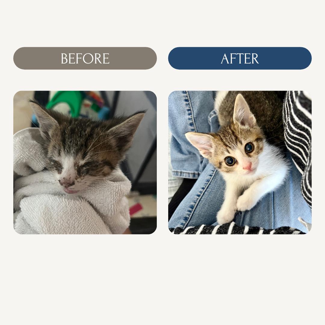 Lil' Johnathan, a ADOPTABLE Domestic Short Hair in Union City, CA image 2/2