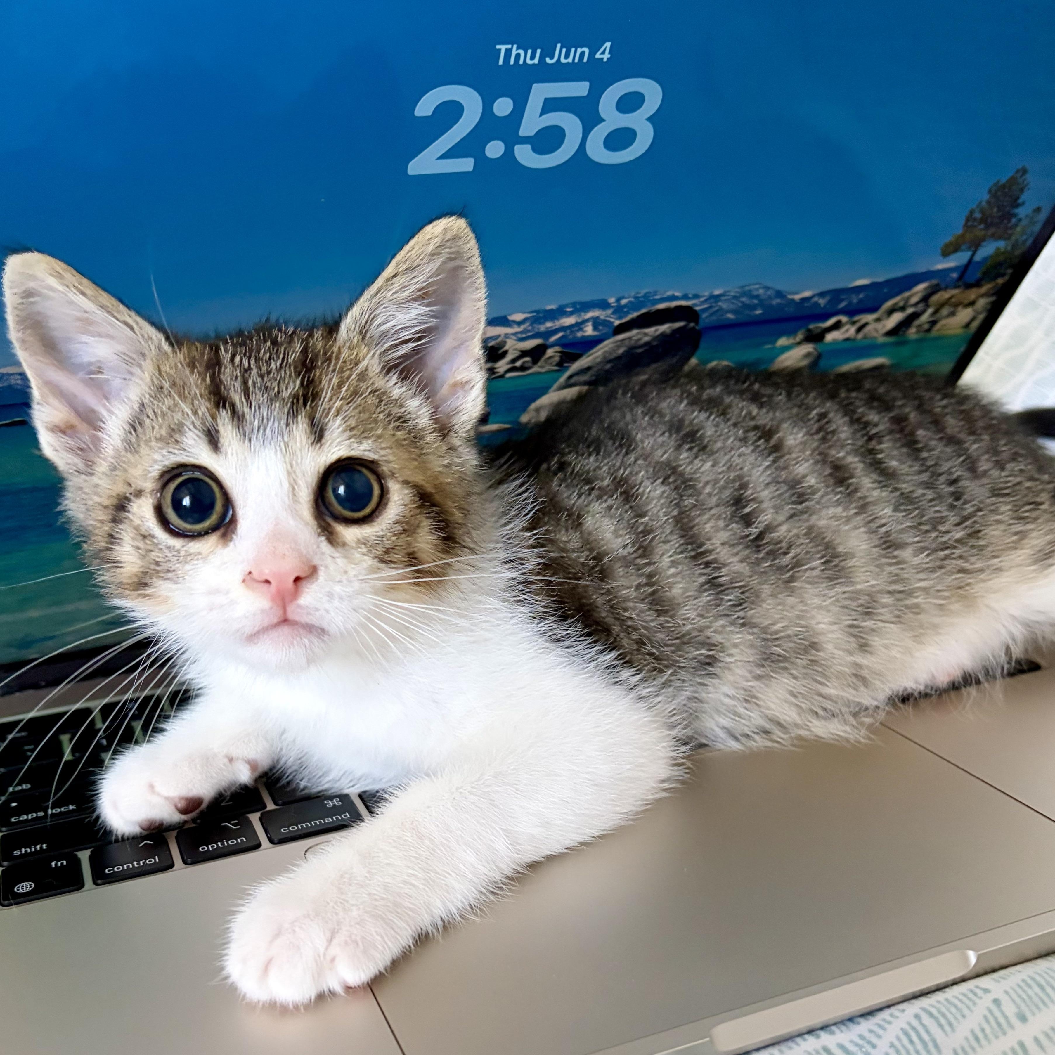 Lil' Johnathan, ADOPTABLE, Kitten Male Domestic Short Hair.