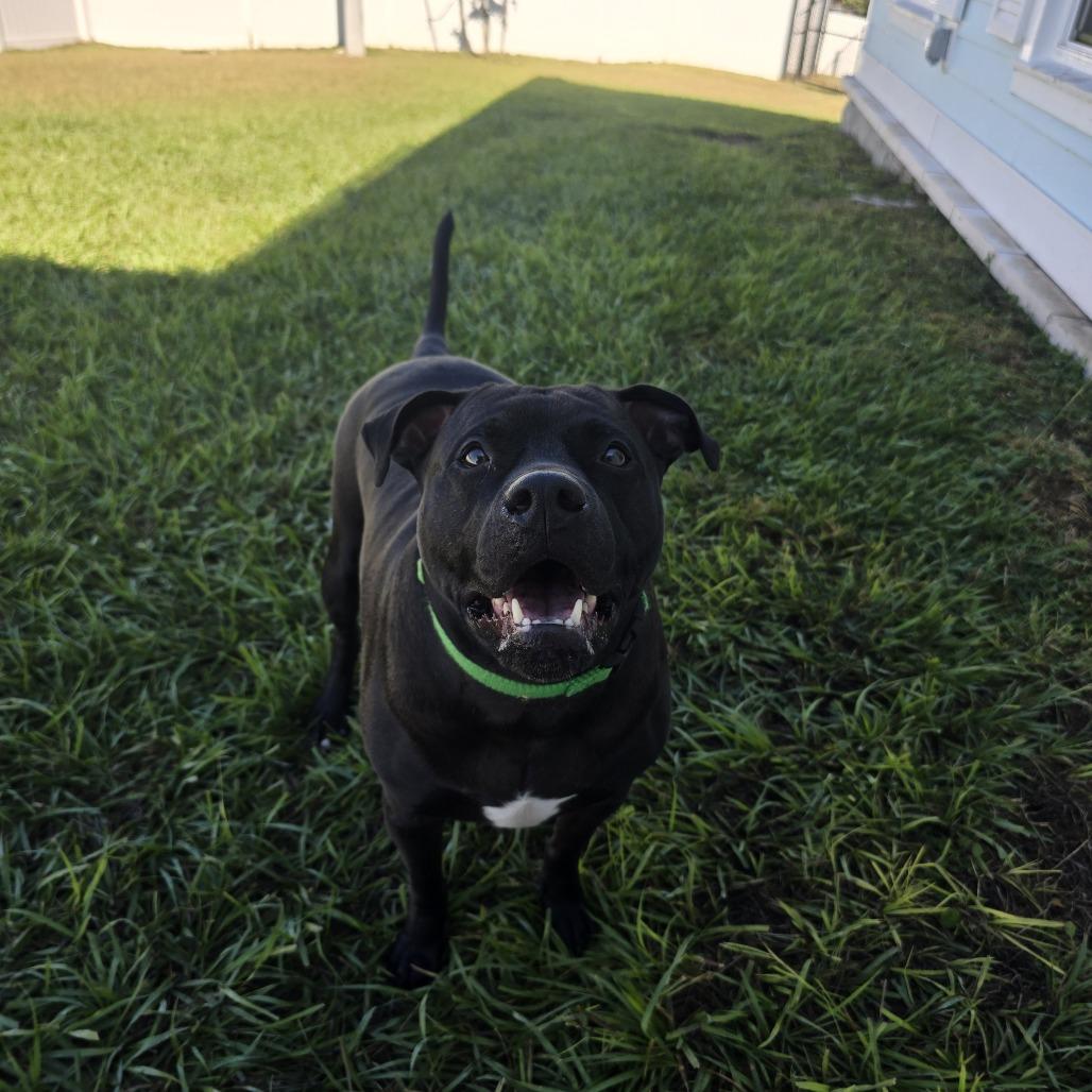Enlarge Miller, a Adoptable Mixed Breed in Clearwater, FL image 1/4